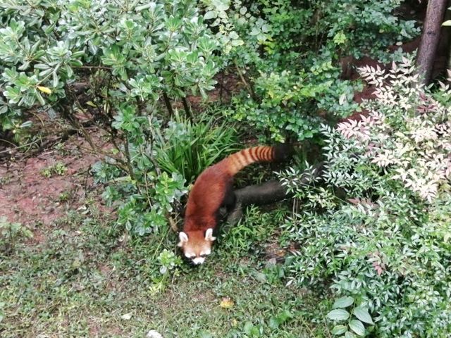 Pandas are the cutest 🐼🧡