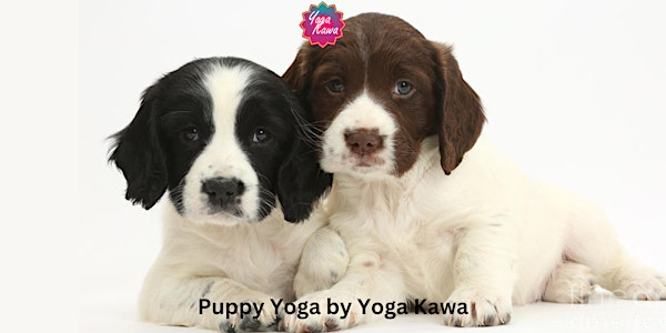 Puppy Yoga by Yoga Kawa Mississauga w/ Springer Spaniel | 1578 Finfar Ct unit # 4
