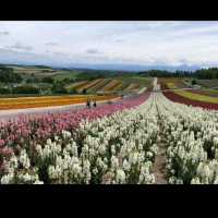 Furano and Tomita Farm Day Tour