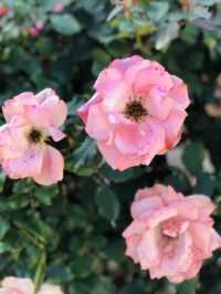 🌻🌼夢幻花園🌺🌸台北玫瑰園🌹🌷Taipei Rose Garden