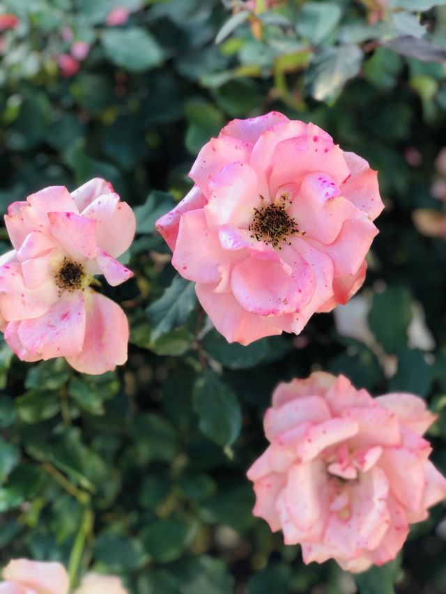 🌻🌼夢幻花園🌺🌸台北玫瑰園🌹🌷Taipei Rose Garden