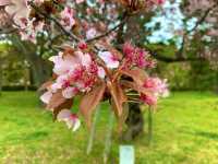 京都　KYOTO SAKURAめぐり❗️京都御苑の車返桜に感動❗️