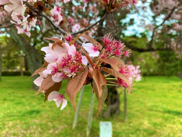 京都　KYOTO SAKURAめぐり❗️京都御苑の車返桜に感動❗️