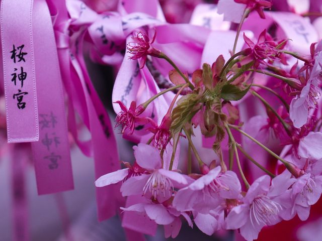 桜神宮に行ってきた‼️ 桜神宮に行ってきた‼️