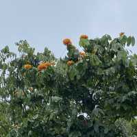 黃橙花風鈴木盛放｜市區賞花好去處