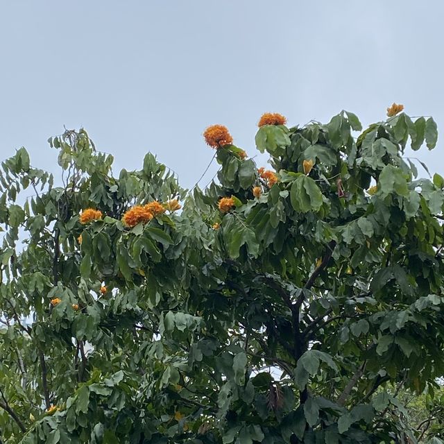 黃橙花風鈴木盛放｜市區賞花好去處