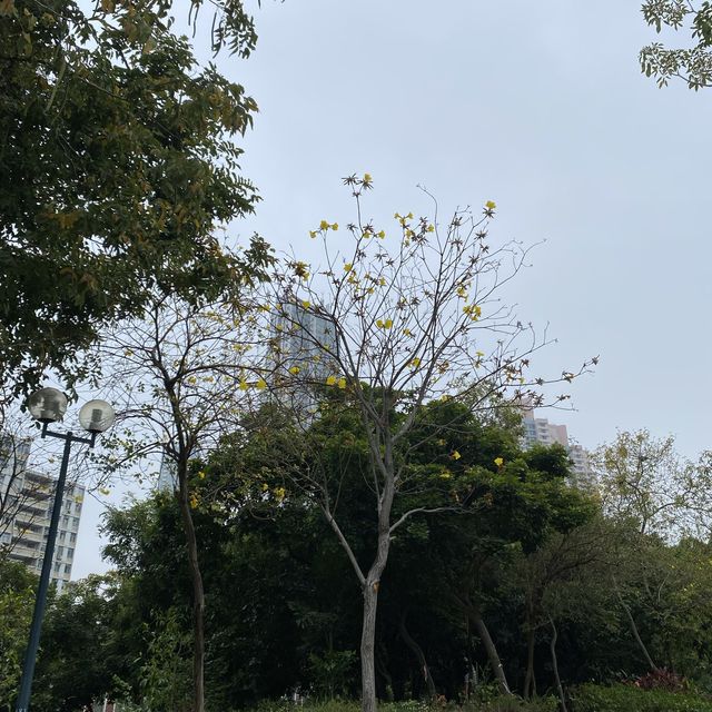 黃橙花風鈴木盛放｜市區賞花好去處