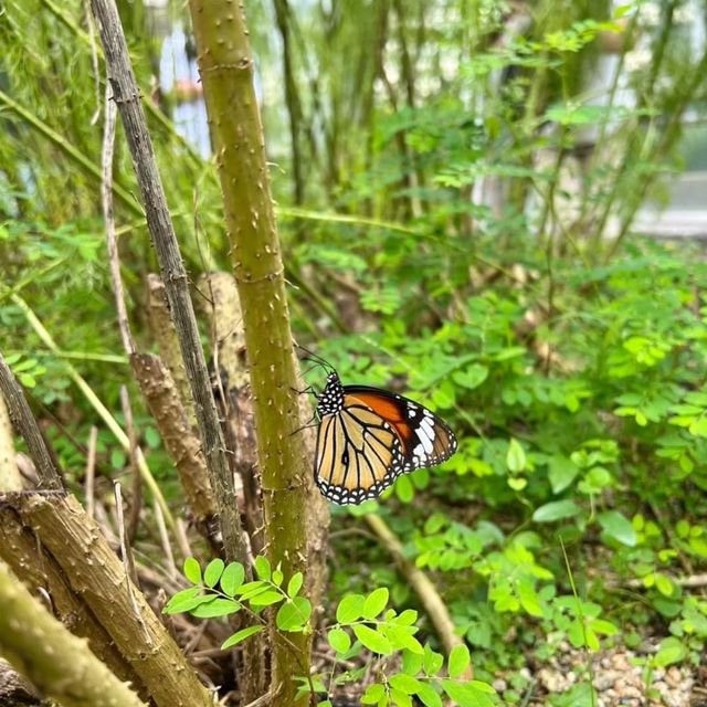 嘉道理農場嘉道理農場暨植物園 觀蝶之旅