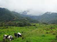 Desa Cattle Dairy Farm