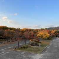 Colorful trees in autumn season