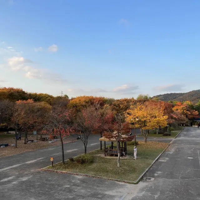 Colorful trees in autumn season