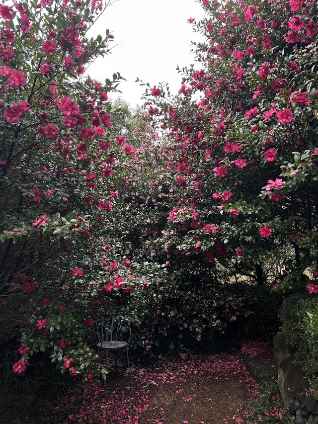 곧 🌺동백🌺 시즌이니 서귀포 카멜리아힐로 달려가세요✨