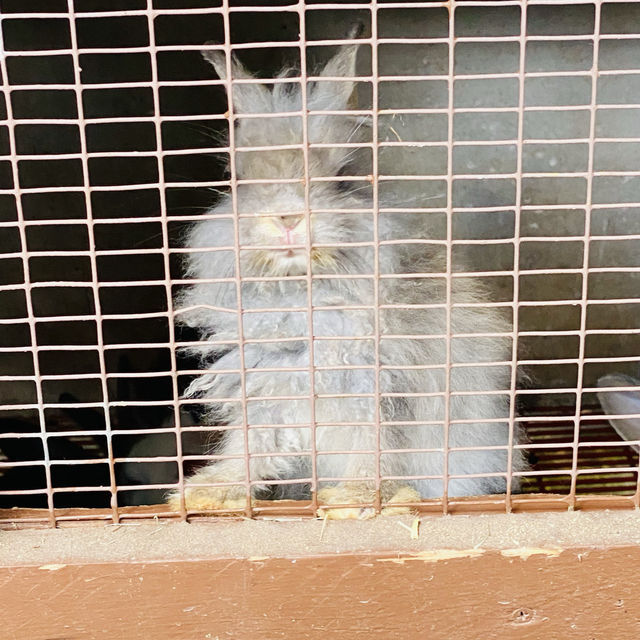 Petting zoo in KL city 