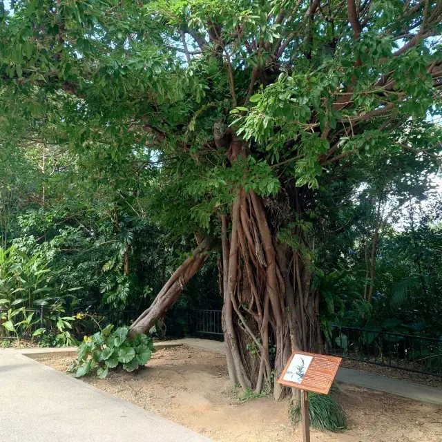 首里城公園「歴史を語るアカギの大木」