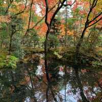 京都紅葉2022  天授庵の素晴らしいすぎる紅葉