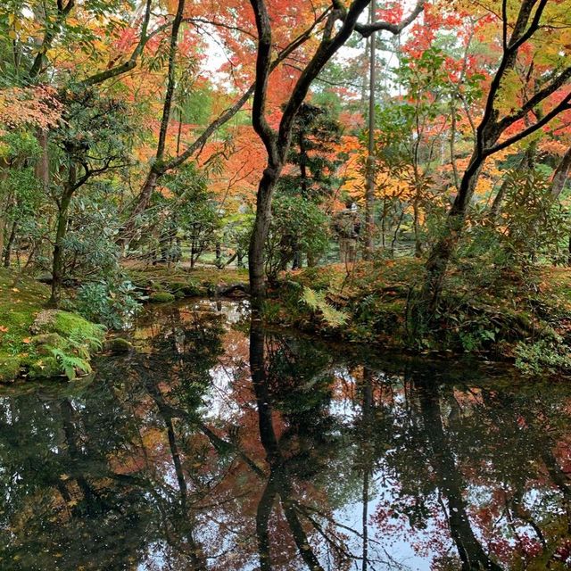 京都紅葉2022  天授庵の素晴らしいすぎる紅葉
