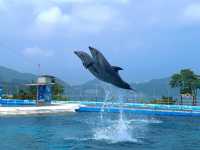 [🇰🇷, 거제] 거제 씨월드 벨루가 수중공연 🐋