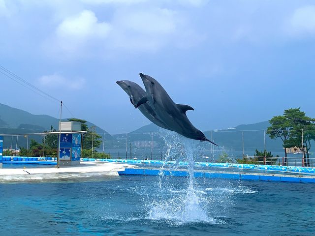 [🇰🇷, 거제] 거제 씨월드 벨루가 수중공연 🐋