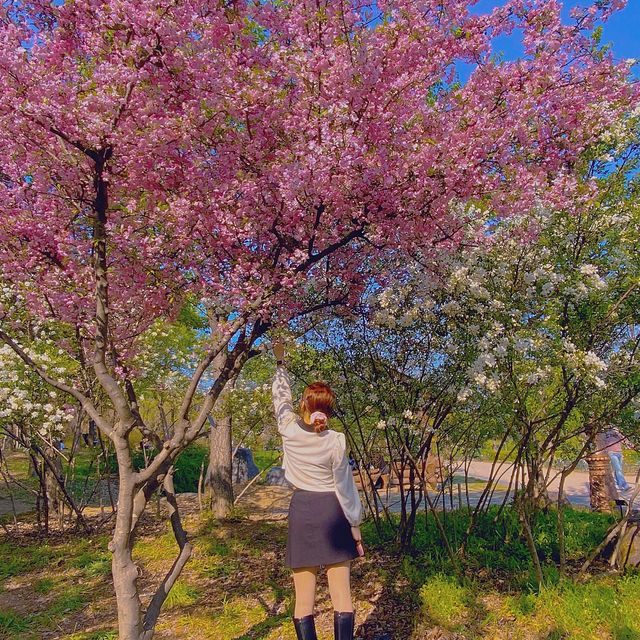 서부해당화라고 들어봤나🌸