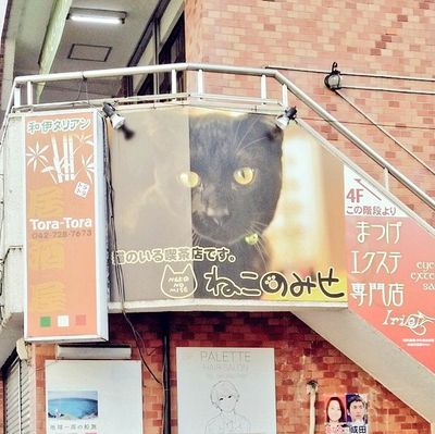 猫カフェ ねこのみせ くつろげて漫画も豊富な喫茶 Trip Com 相模原の旅のブログ