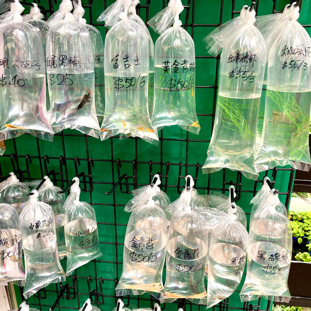 ［金魚街］- 🐠老少咸宜🐢😃