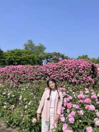[과천] 과천에 꽁꽁 숨겨둔 아름다운 피크닉 존/풍성한 장미 꽃동산🌹