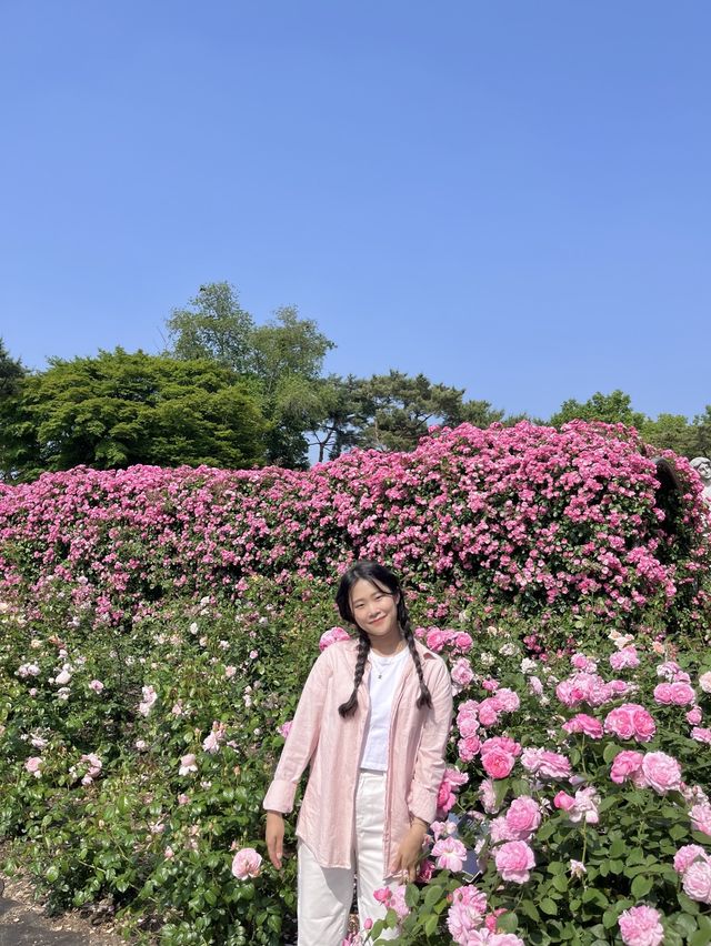 [과천] 과천에 꽁꽁 숨겨둔 아름다운 피크닉 존/풍성한 장미 꽃동산🌹
