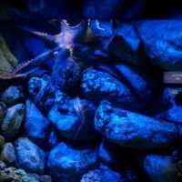 The Jelly Fish and Deep Ocean Marine Life