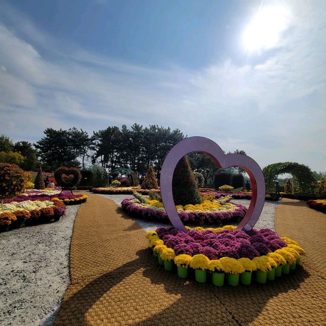 가을이면 생각나는 꽃 국화꽃 축제 구경하러 익산방문💕