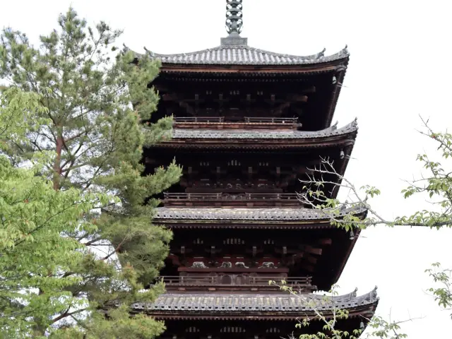 🌸京都 総本山！仁和寺をご紹介