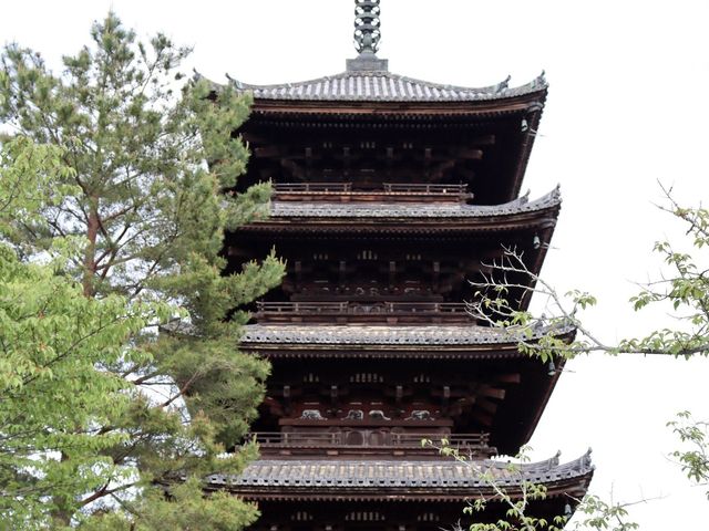 🌸京都 総本山！仁和寺をご紹介