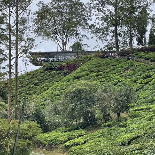 BOH Tea Center at Highlands