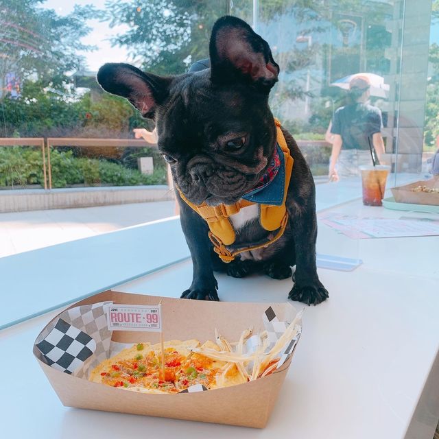將軍澳超大pet friendly餐廳