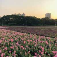 Guting Basketball Courts🚴🏻‍♂️🚴🏻‍♀️古亭河濱公園花海🌸🌼