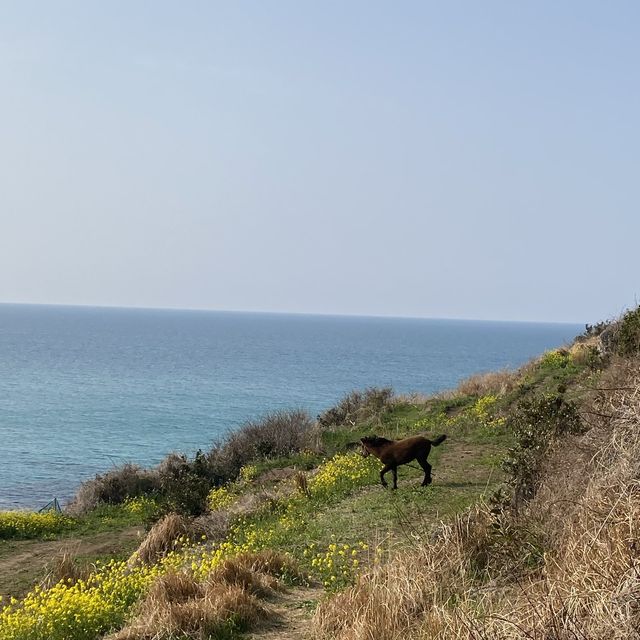 제주도 유채꽃 명소, 함덕해수욕장 + 서우봉