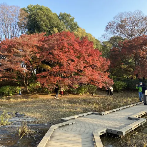 【広すぎる公園!】東京・立川の国営昭和記念公園を楽しむ