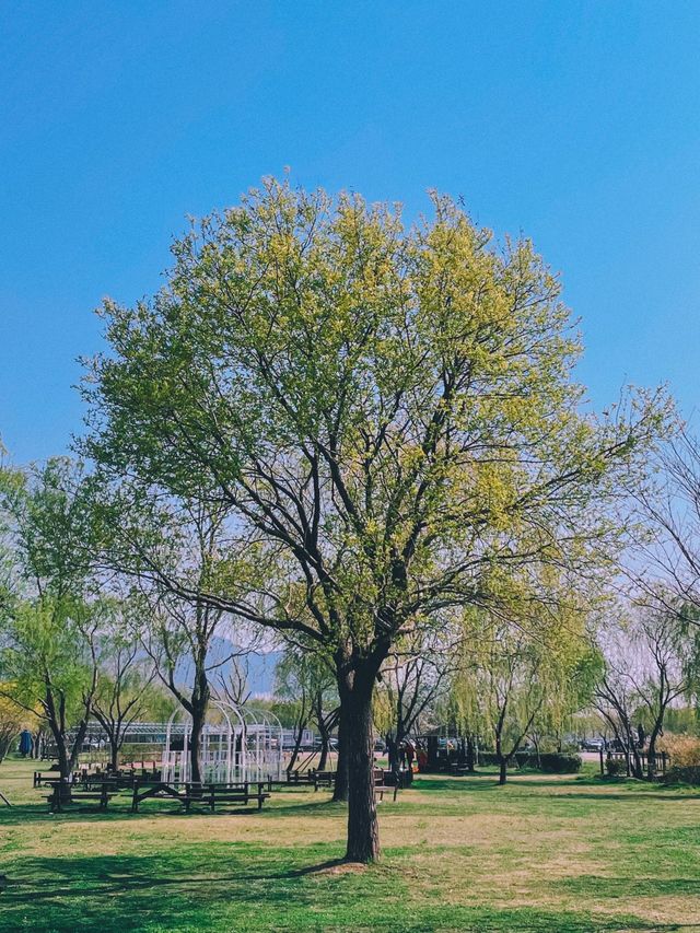 부산 벚꽃나라 자연탐방 ‘삼락생태공원’ 🌱