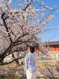 서울도 벚꽃 폈댱🌸