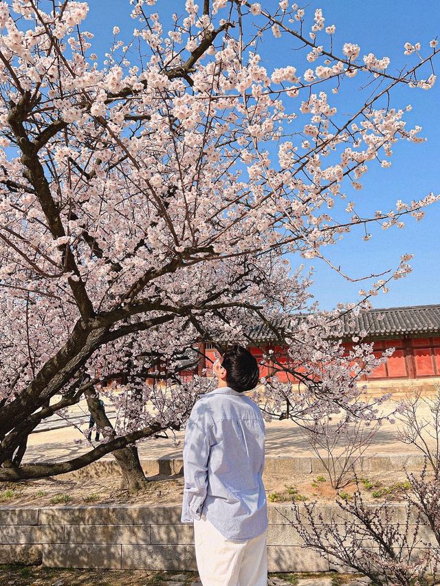 서울도 벚꽃 폈댱🌸