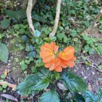 親子好去處｜香港動植物公園賞花攝影遊🌺