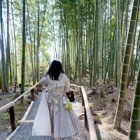 高台寺のしだれ桜とねねの小道