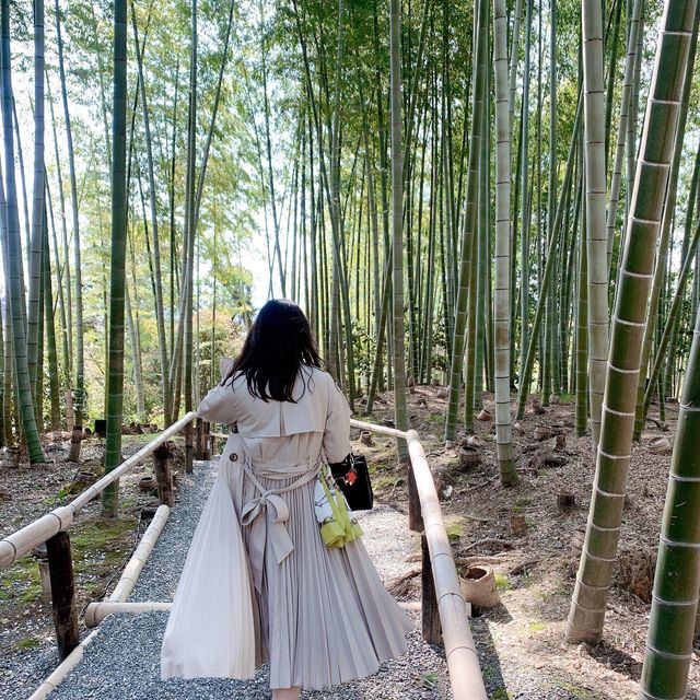高台寺のしだれ桜とねねの小道