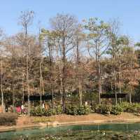 Tsing Yi Park- Spot of Autumn Leaves in the City