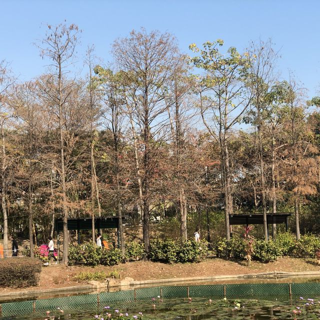 Tsing Yi Park- Spot of Autumn Leaves in the City