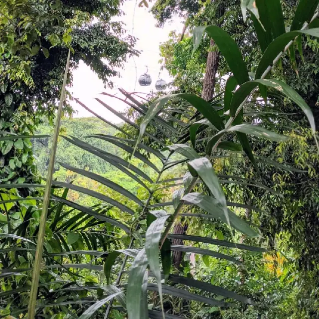 Hike to the top of Mount Faber Park