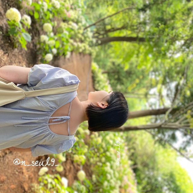 🌸나만 알고 싶은 보성 수국 핫스팟🌸