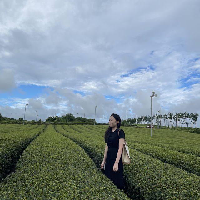 제주 녹차밭 카페🌿 오설록 이니스프리 💕