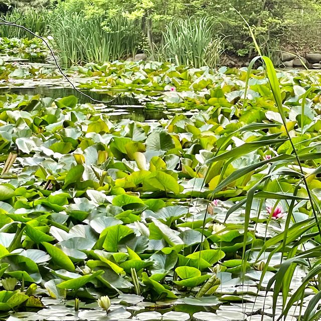 お花がとてもきれいでした！