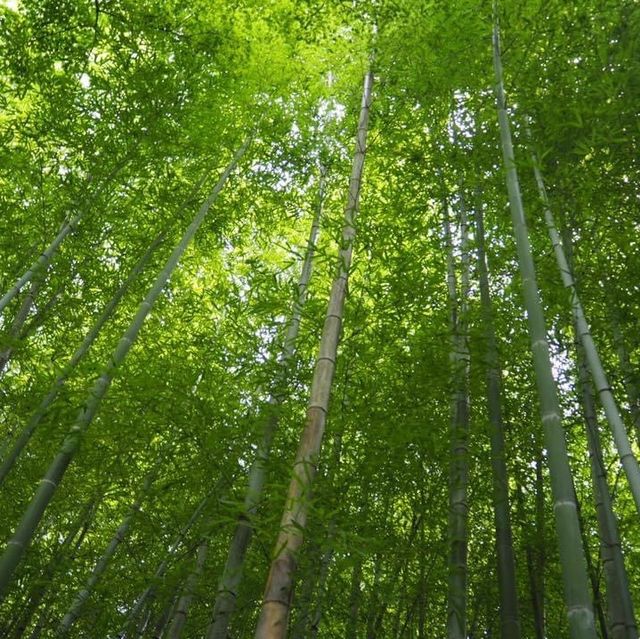 大阪近郊人氣嵐山❤️大片竹林打卡位😉