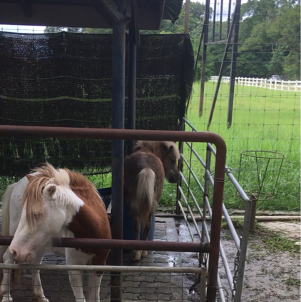 Rainbow petting farm